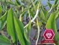 Preview: Goldkeule - Orontium aquaticum